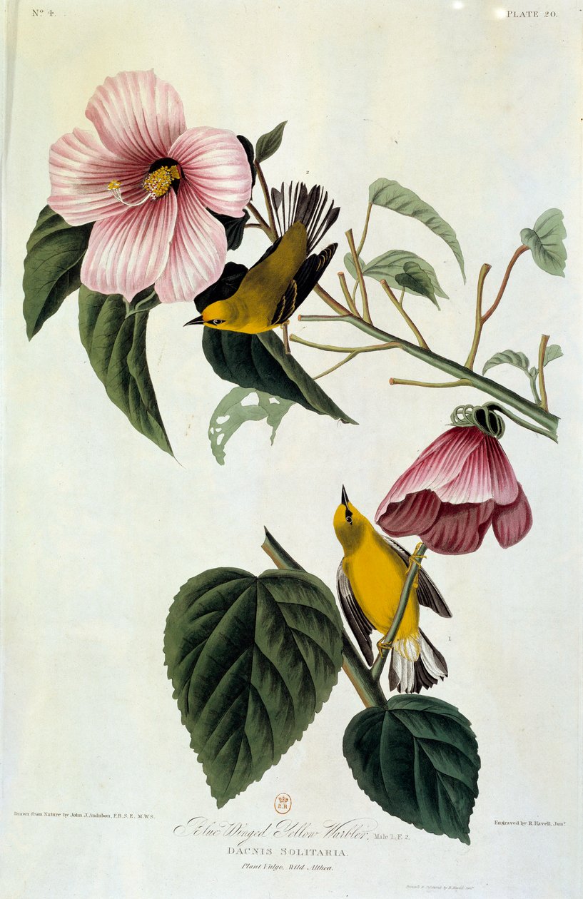 Flowers and Birds by John James Audubon