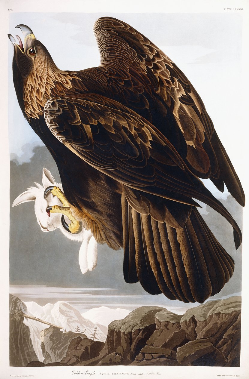 Golden Eagle, 1833 by John James Audubon