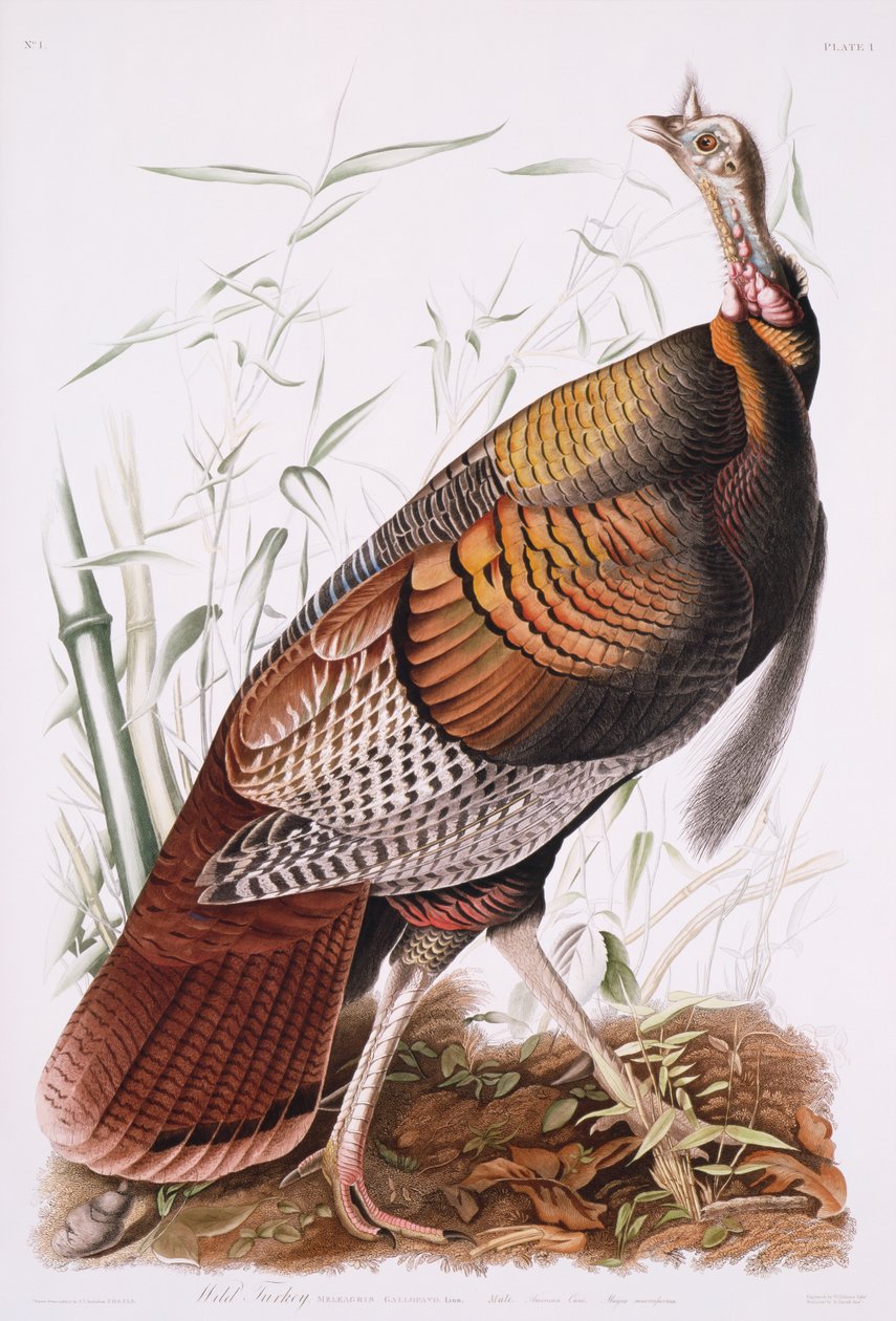 Great American Cock, or Wild Turkey by John James Audubon