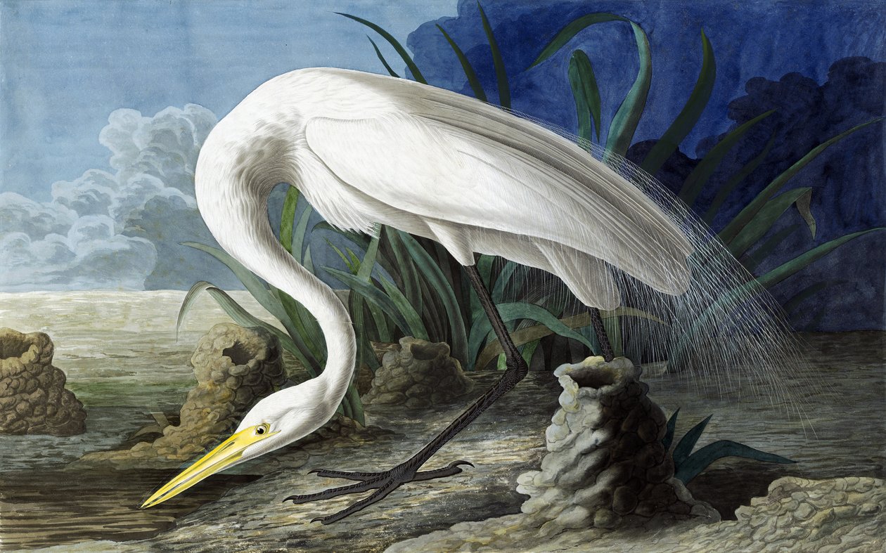 Great Egret, Casmerodius Albus, from The Birds of America by John James Audubon