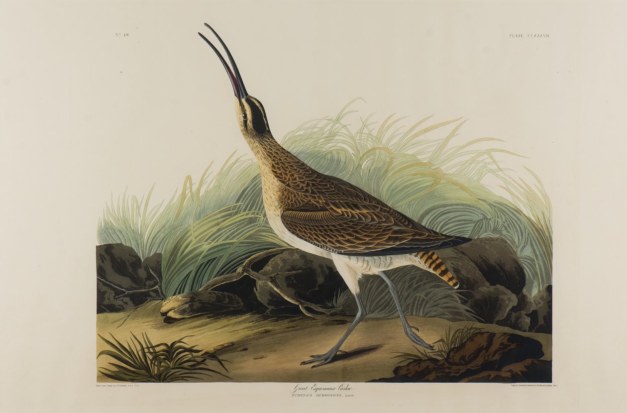 Great Esquimaux Curlew, 1835 by John James Audubon