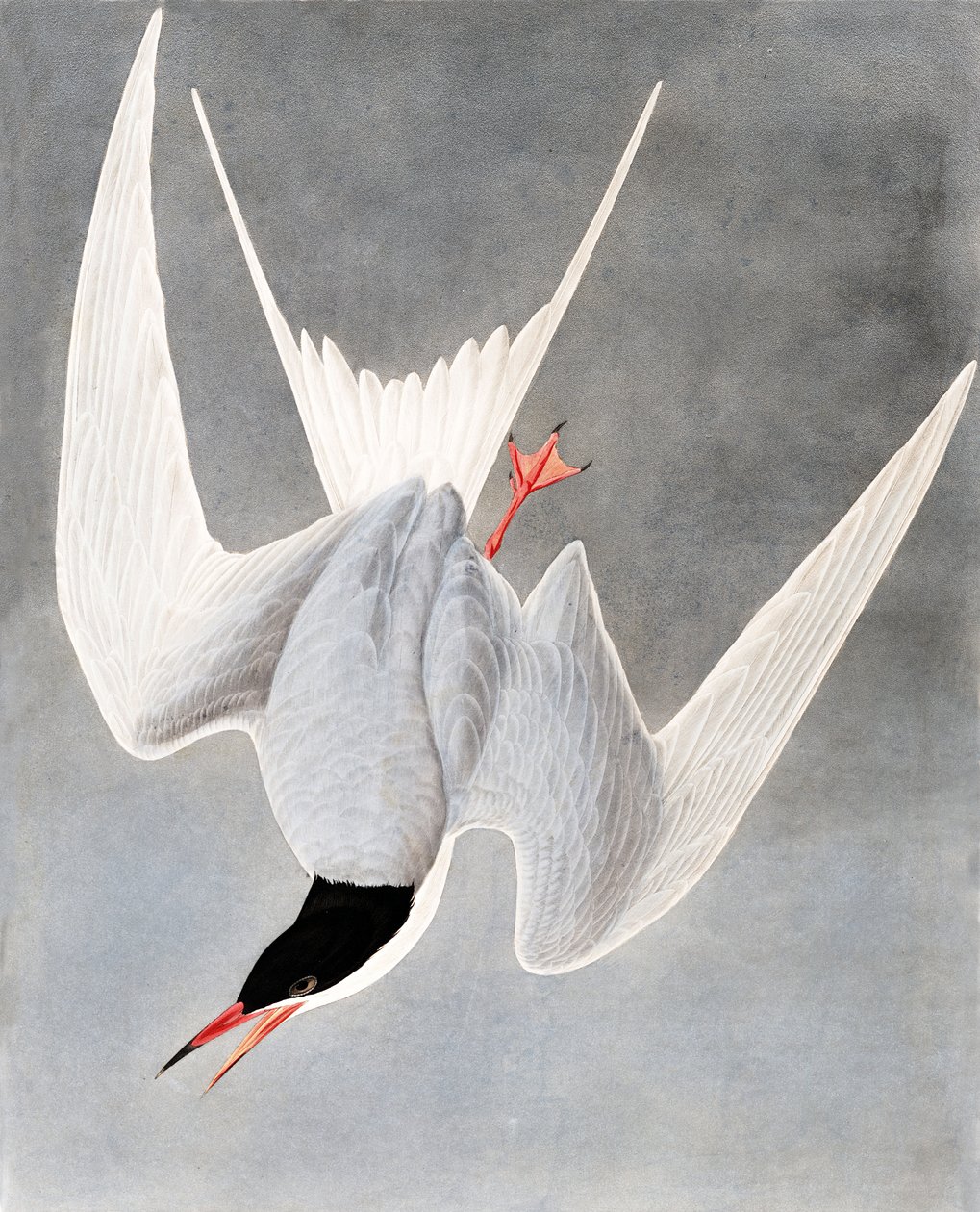 Great Tern, Sterna Hirundo, from The Birds of America by John James Audubon