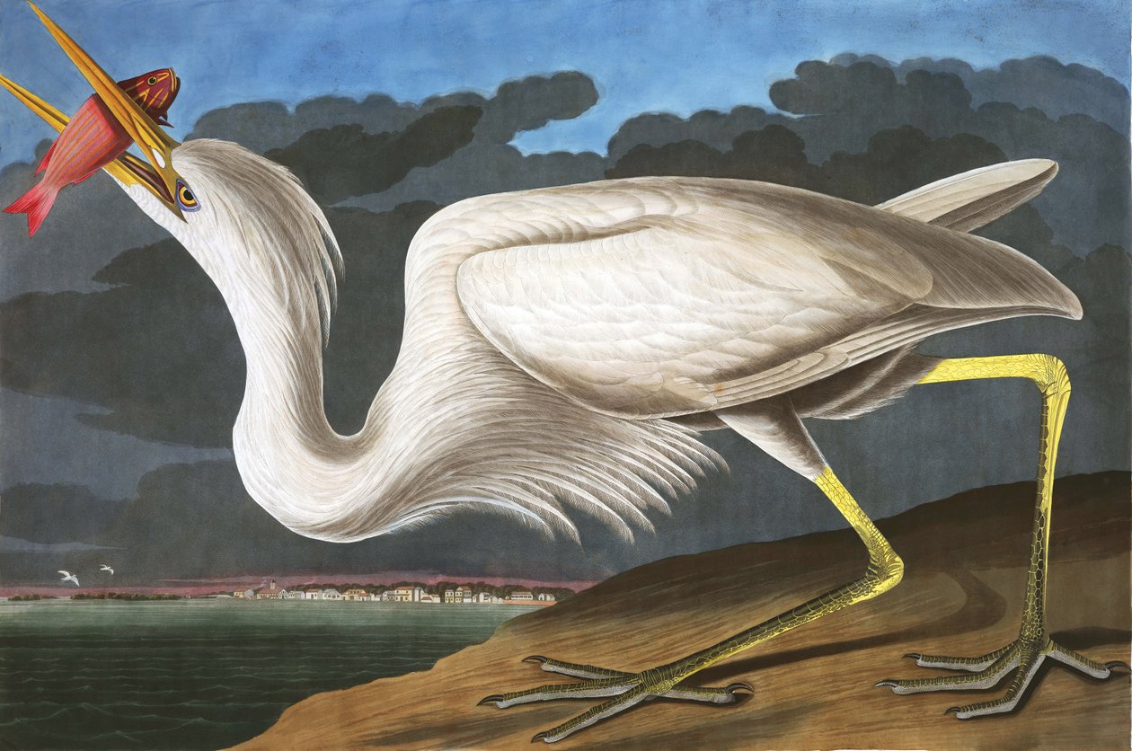 Great White Heron, Ardea Occidentalis, from The Birds of America by John James Audubon