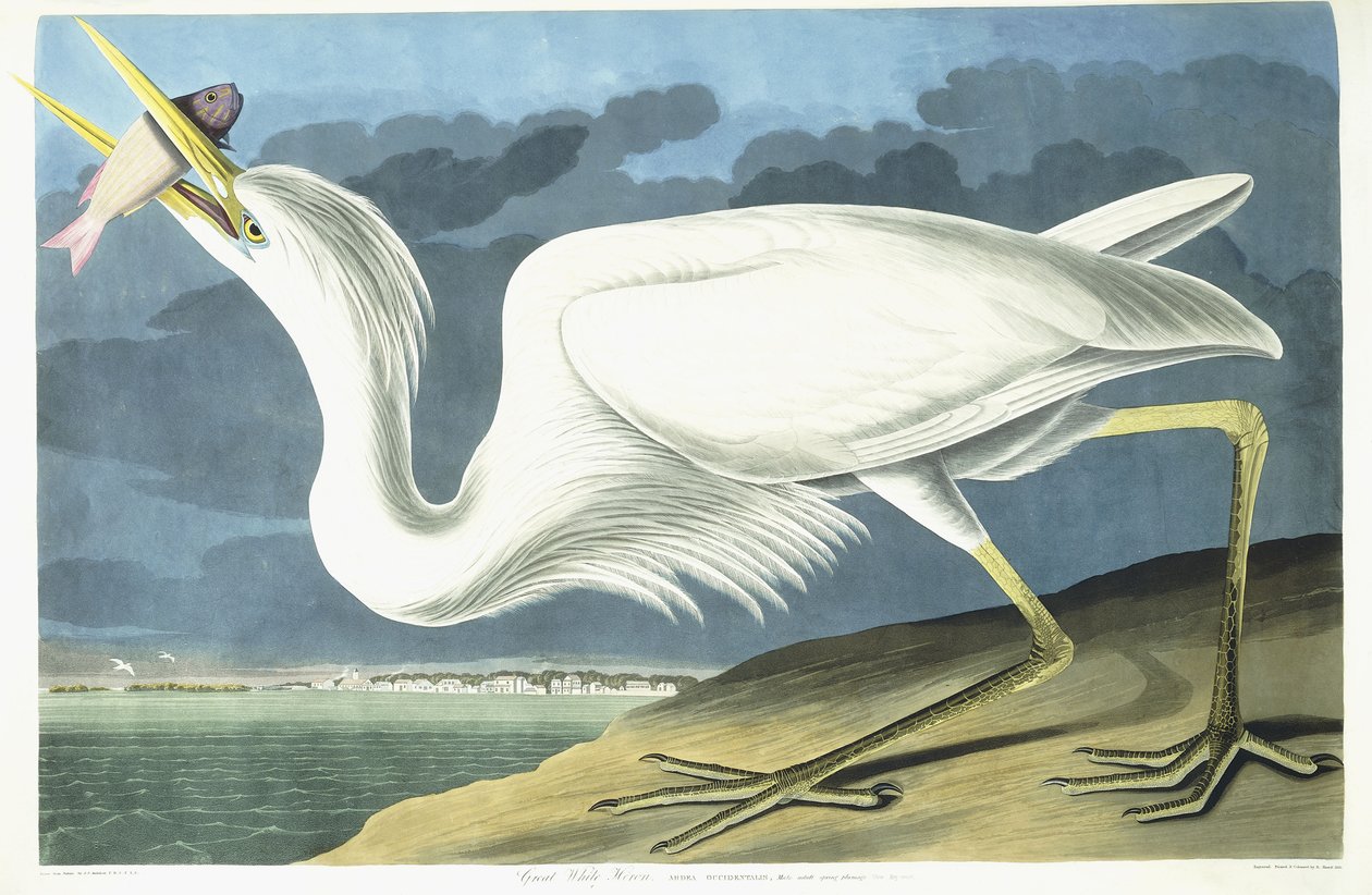 Great White Heron, Male Adult, Spring Plumage by John James Audubon