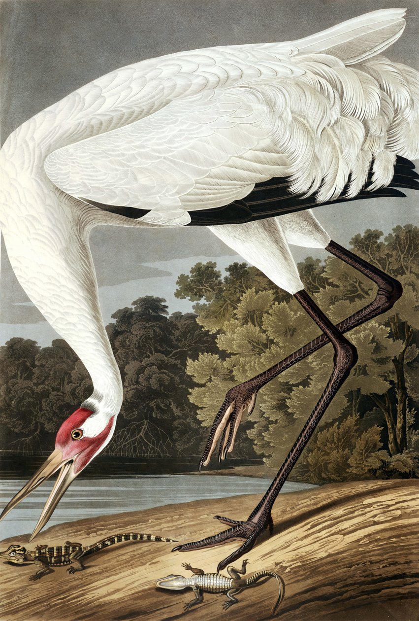 Hooping Crane, Grus Americana (from 