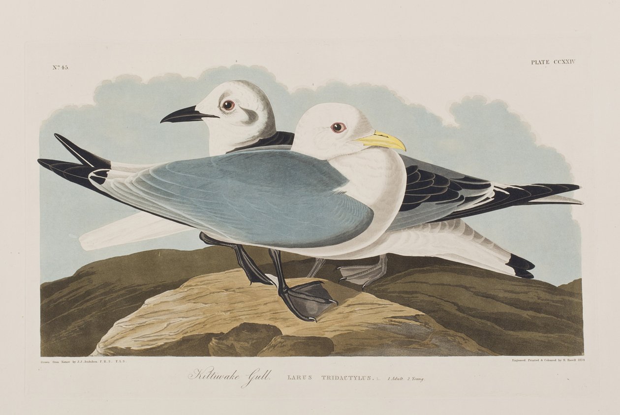 Illustration from 