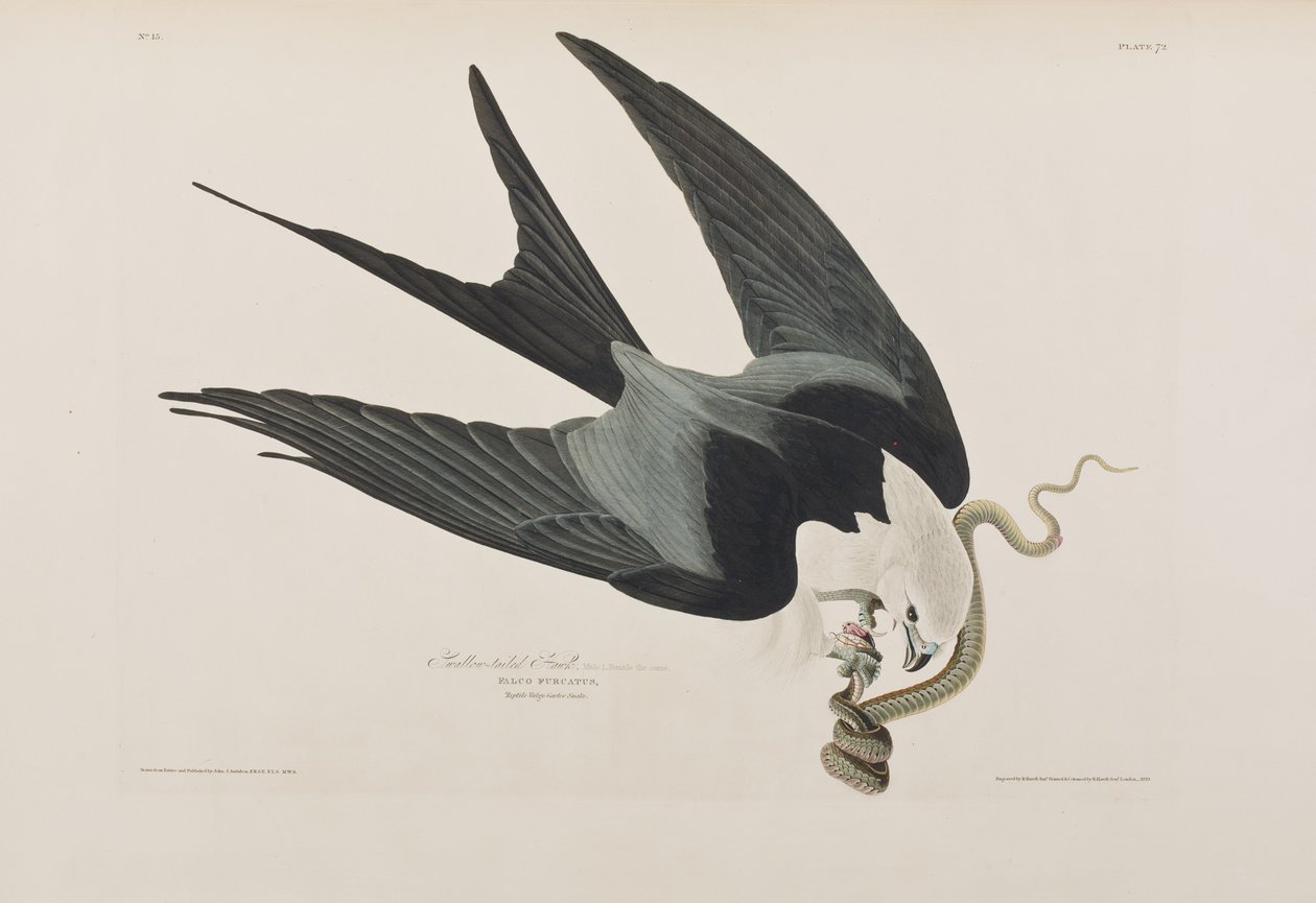 Illustration from 