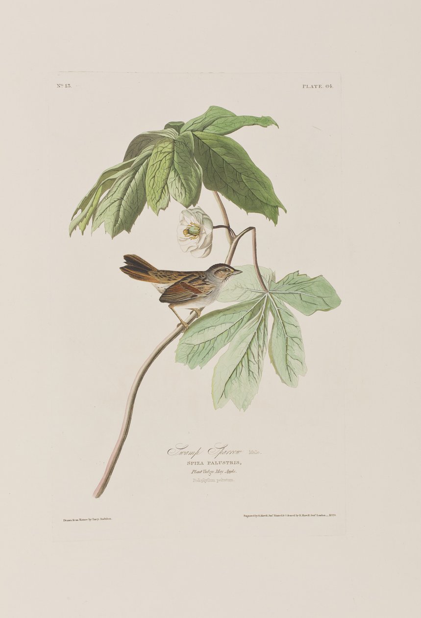 Illustration from 