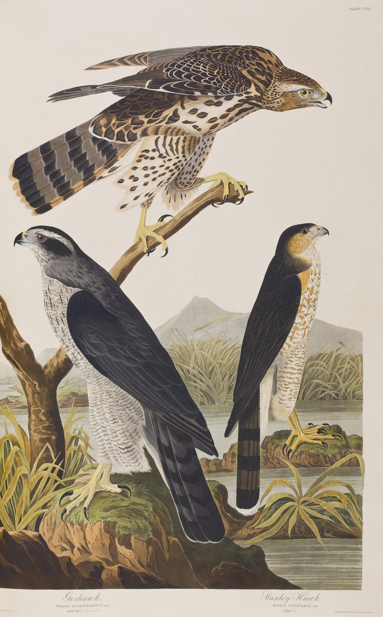Illustration from 