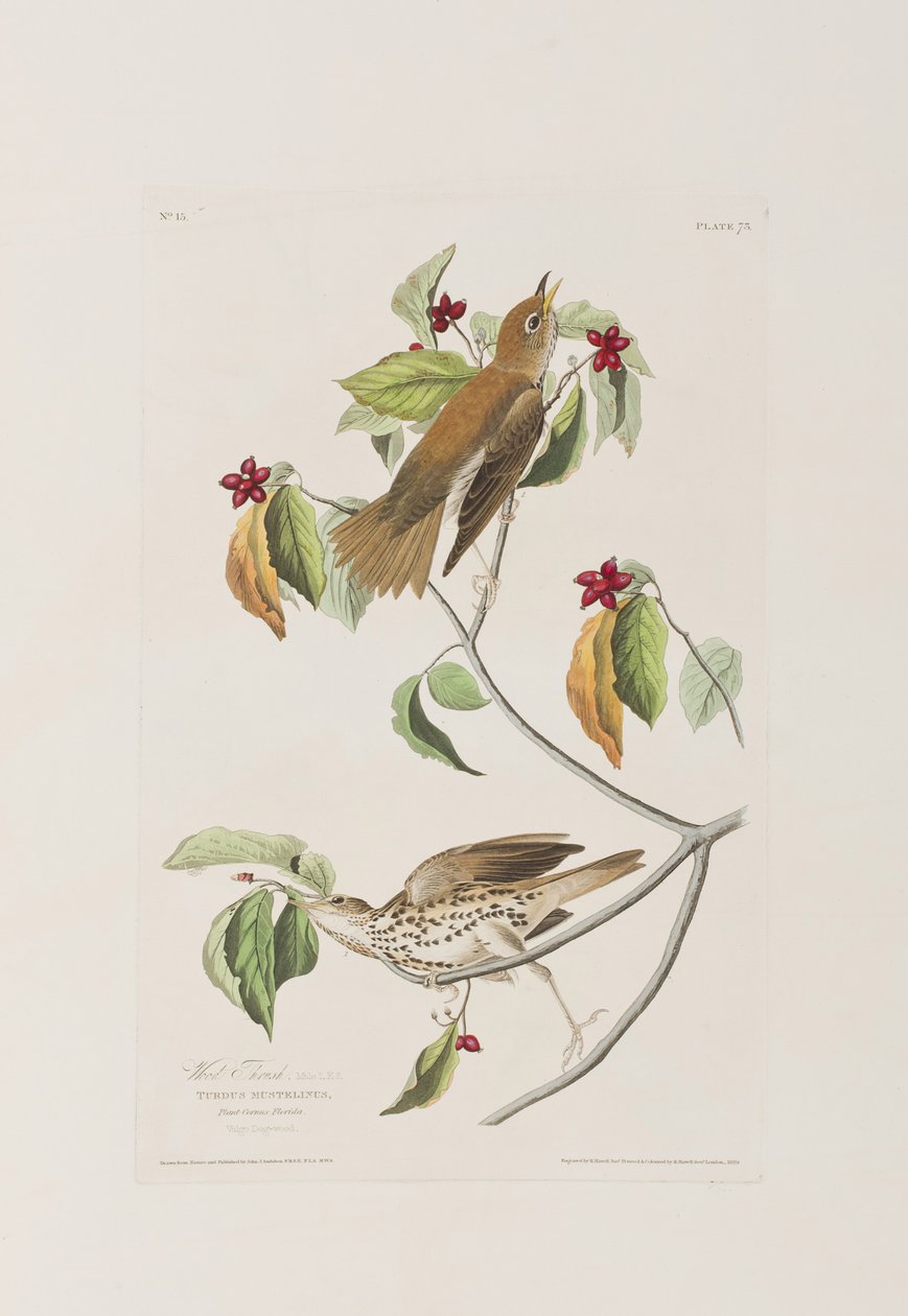 Illustration from 