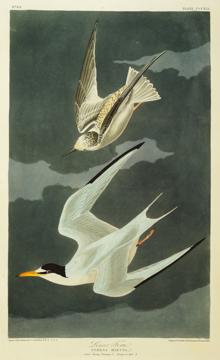 Lesser Tern by John James Audubon: Premium art reproduction