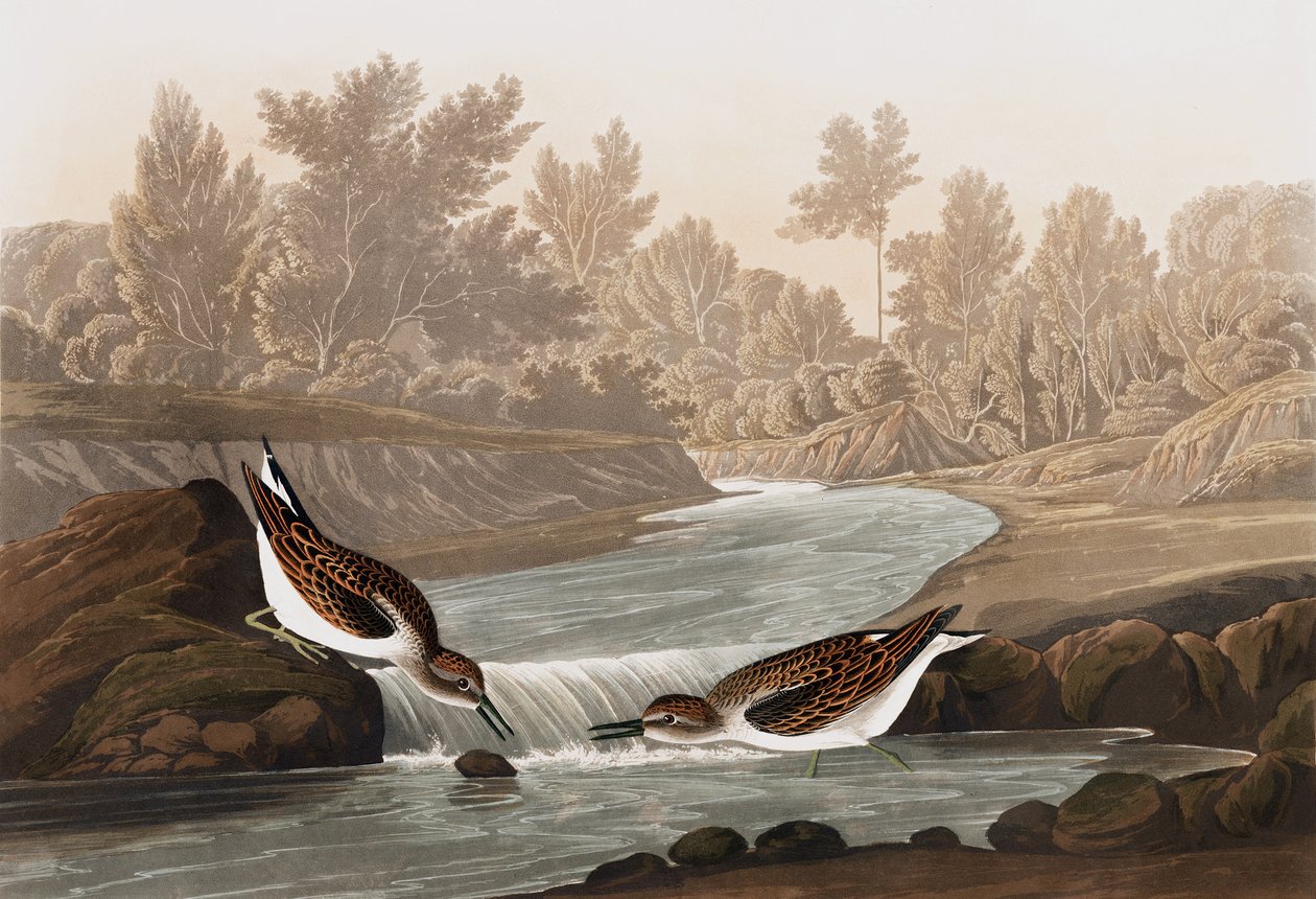 Little Sandpiper, Tringa Pusilla, from 