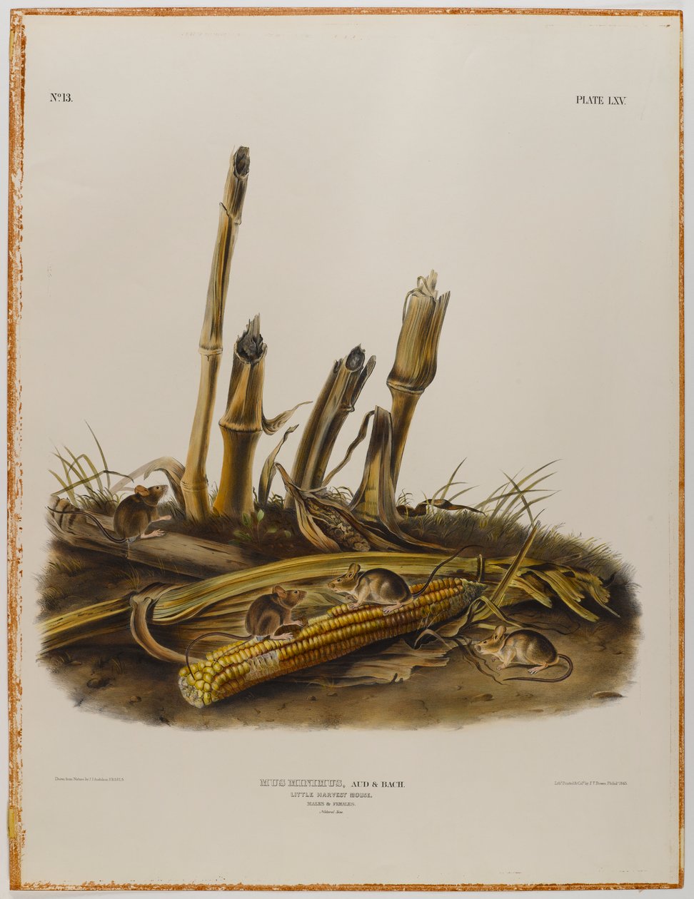 Little harvest mouse by John James Audubon