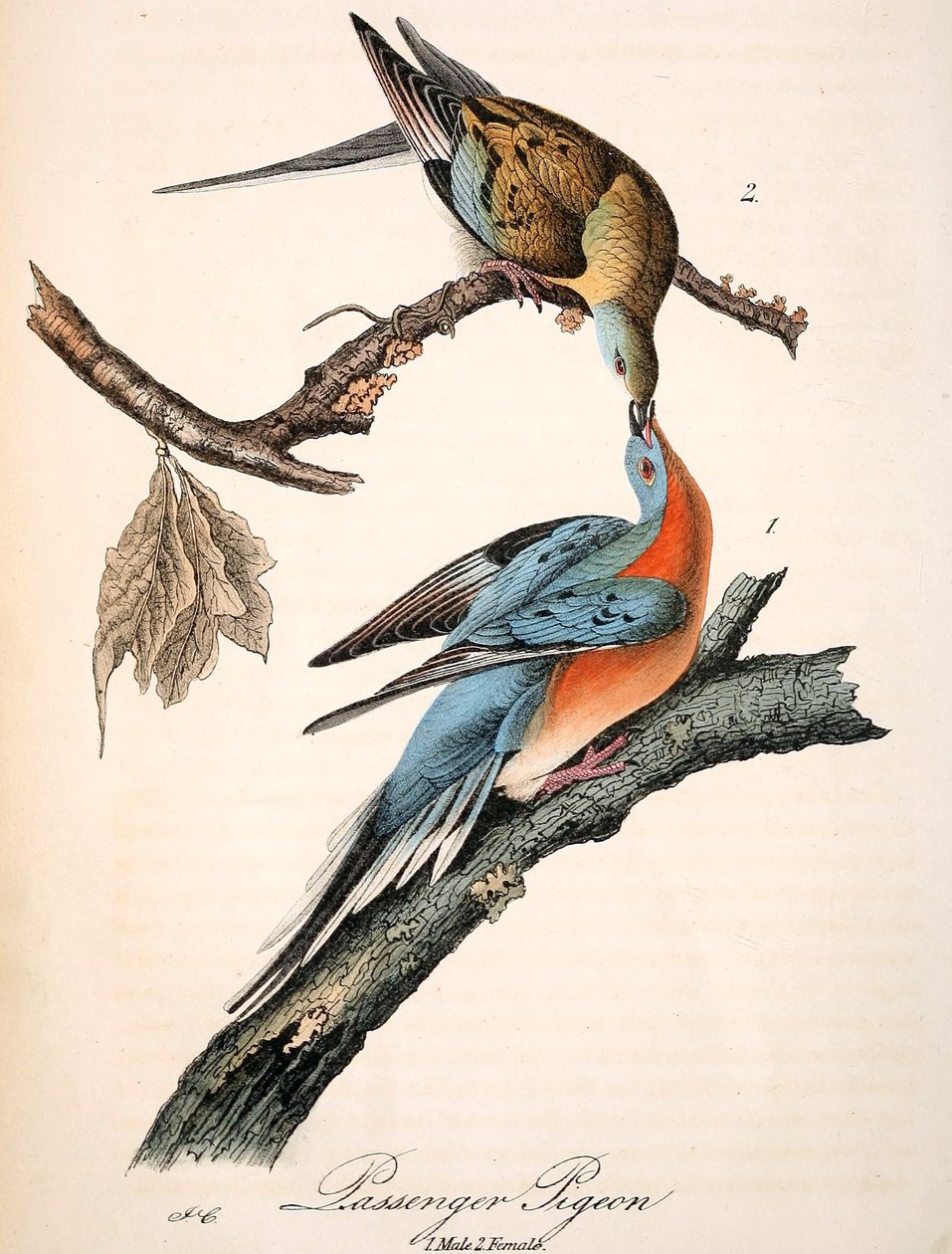 The Passenger Pigeon (Audubon plate, crop) by John James Audubon