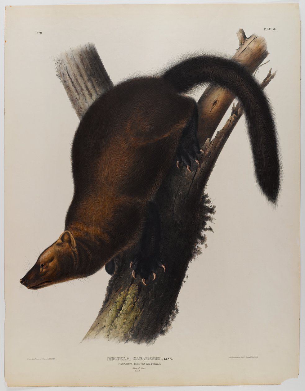 Pennant