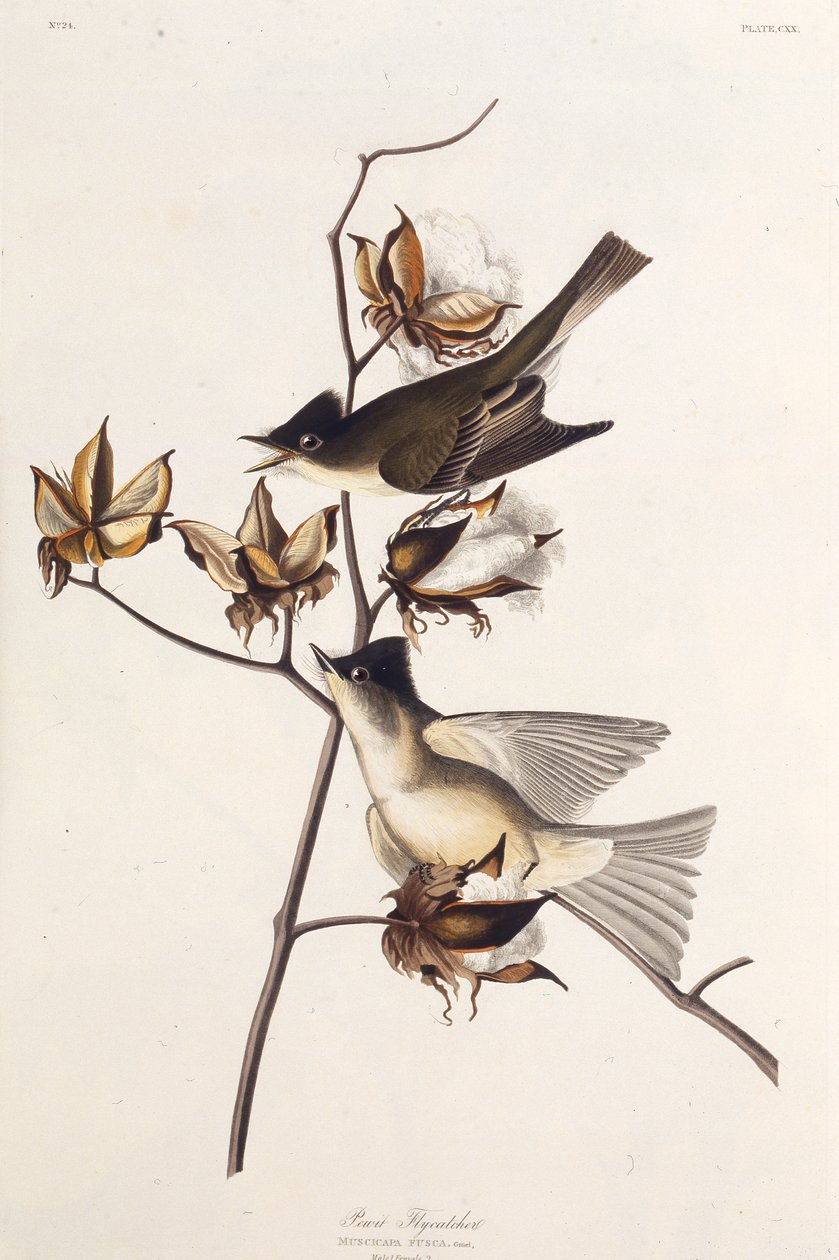 Pewit Flycatcher. From The Birds of America by John James Audubon