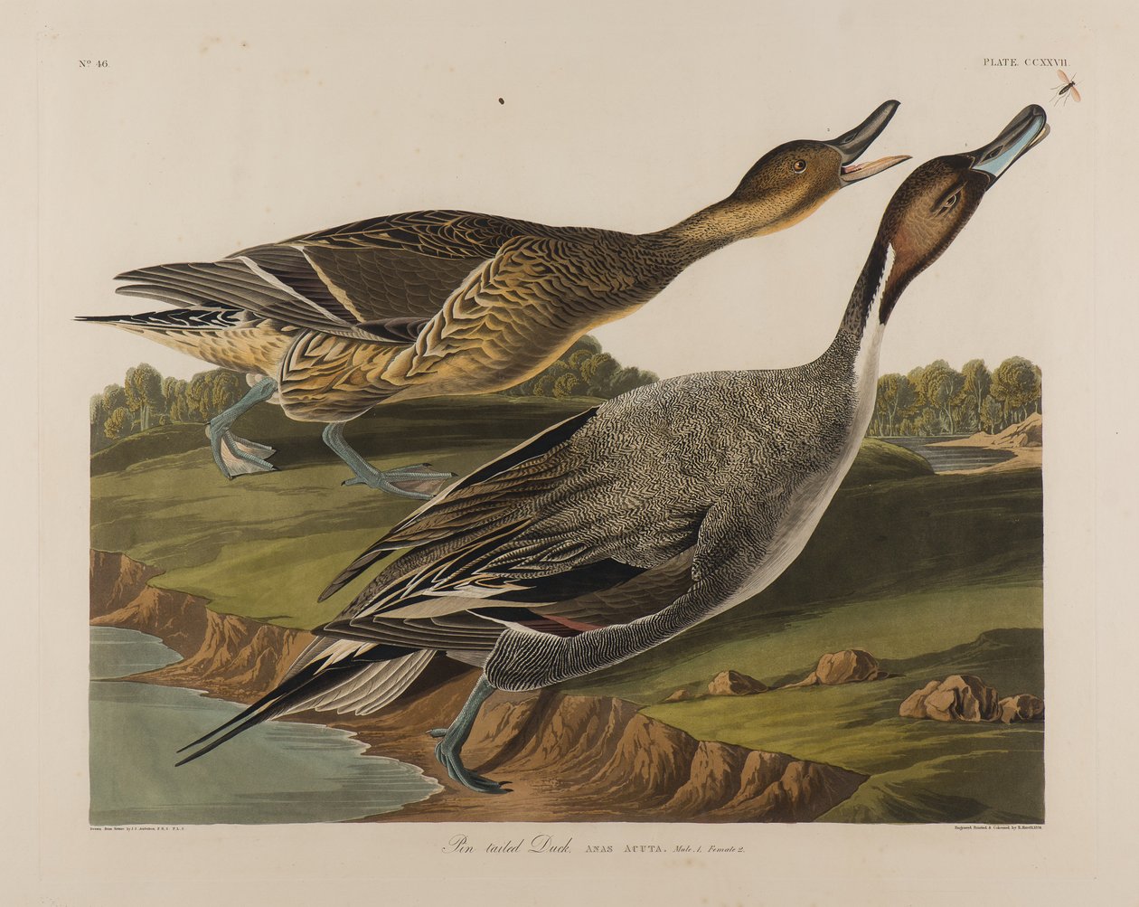 Pin Tailed Duck, 1834 by John James Audubon