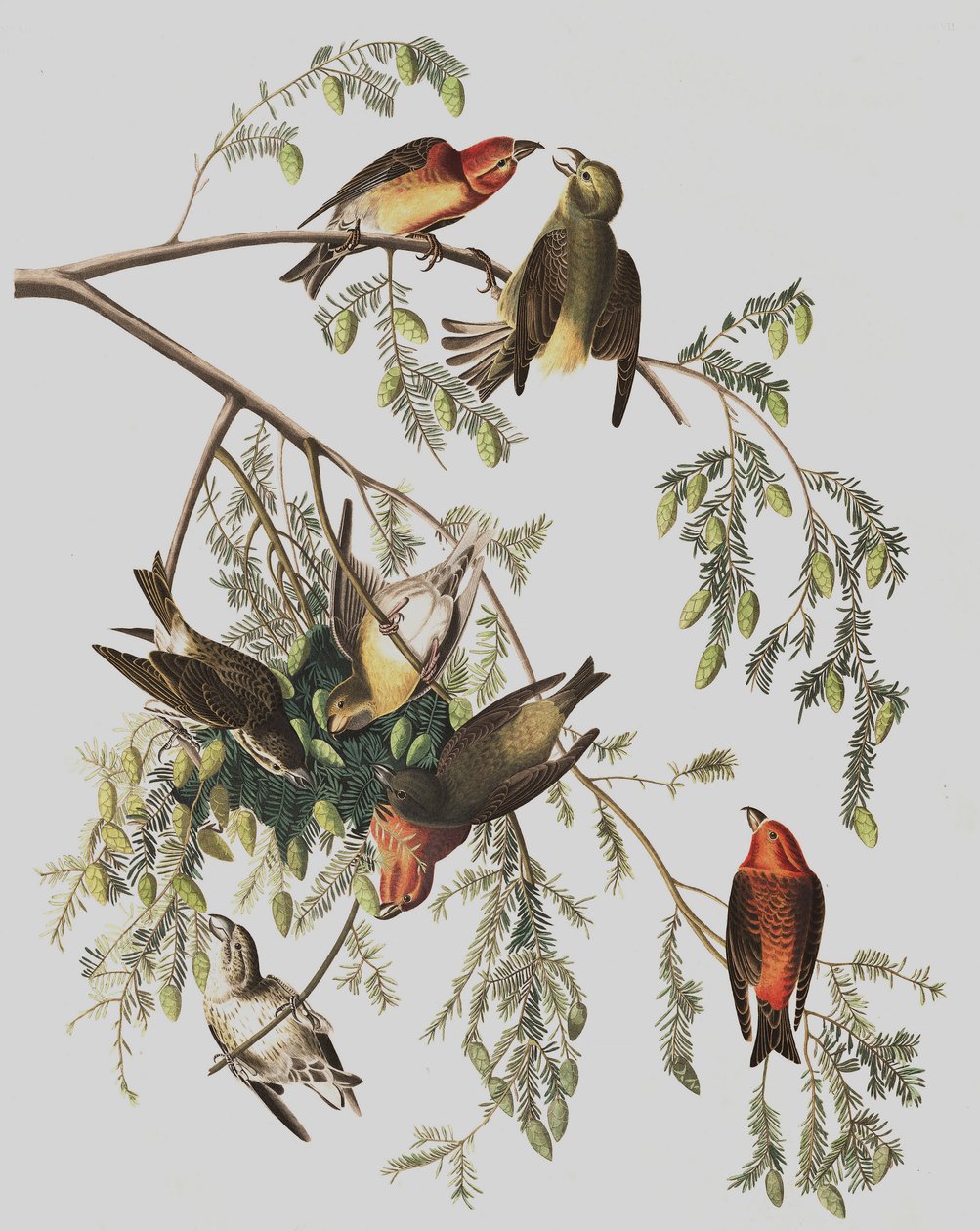 Red Crossbill, Loxia Curvirostra, from 