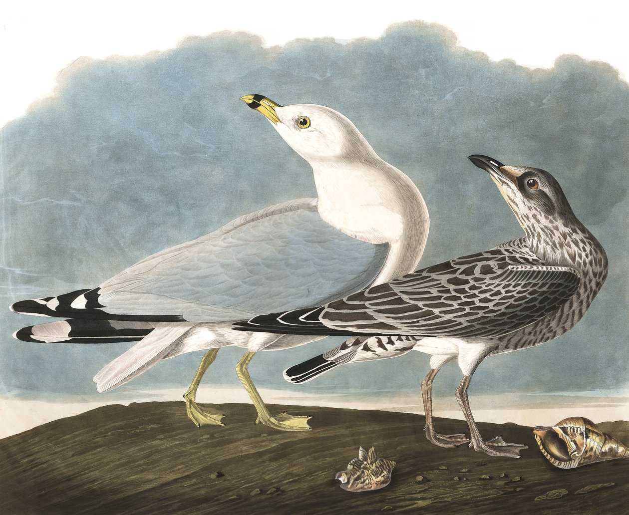 Ring-Billed Gull, Larus Delawarensis (from 