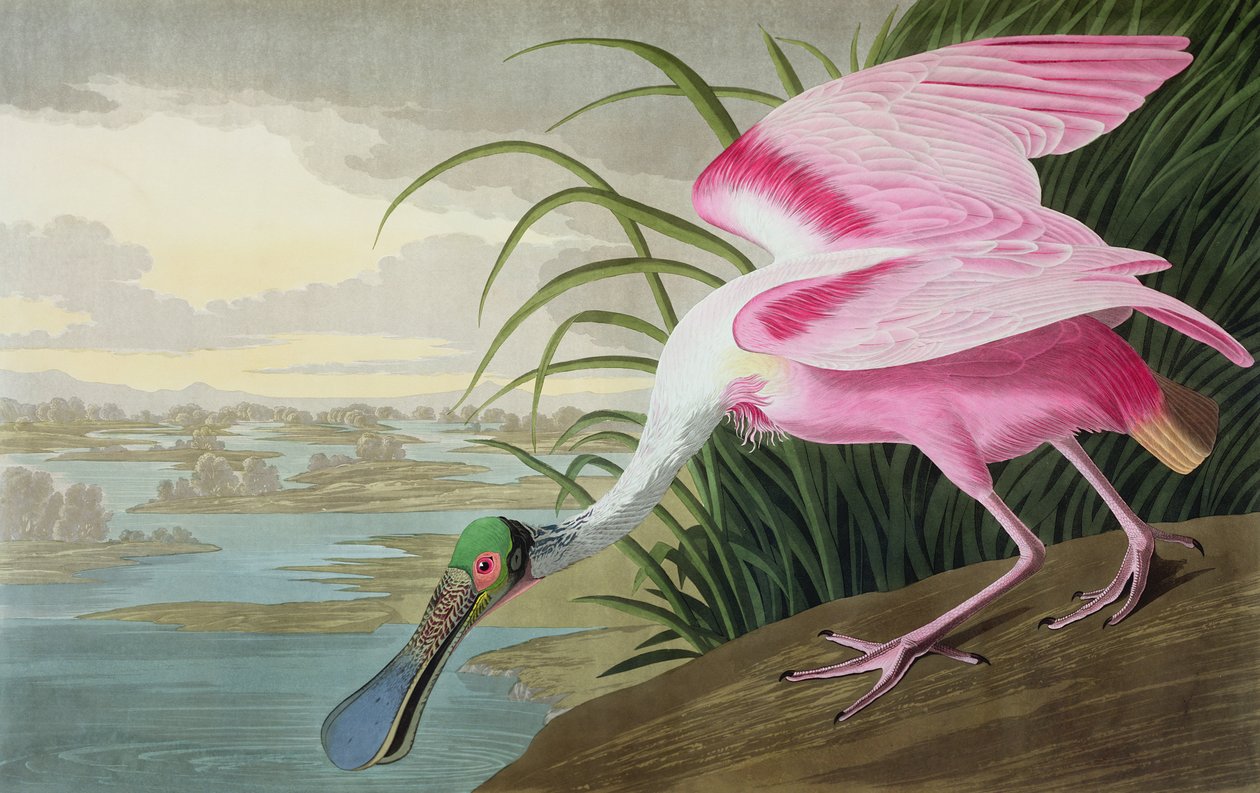 Roseate Spoonbill, Platalea leucorodia, from "The Birds of America", 1836 by John James Audubon