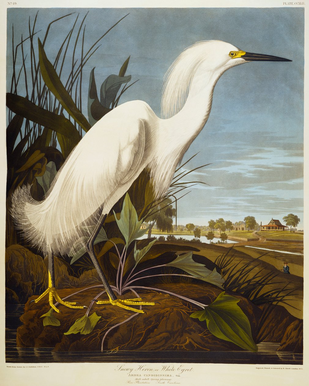 Snowy Heron or White Egret by John James Audubon
