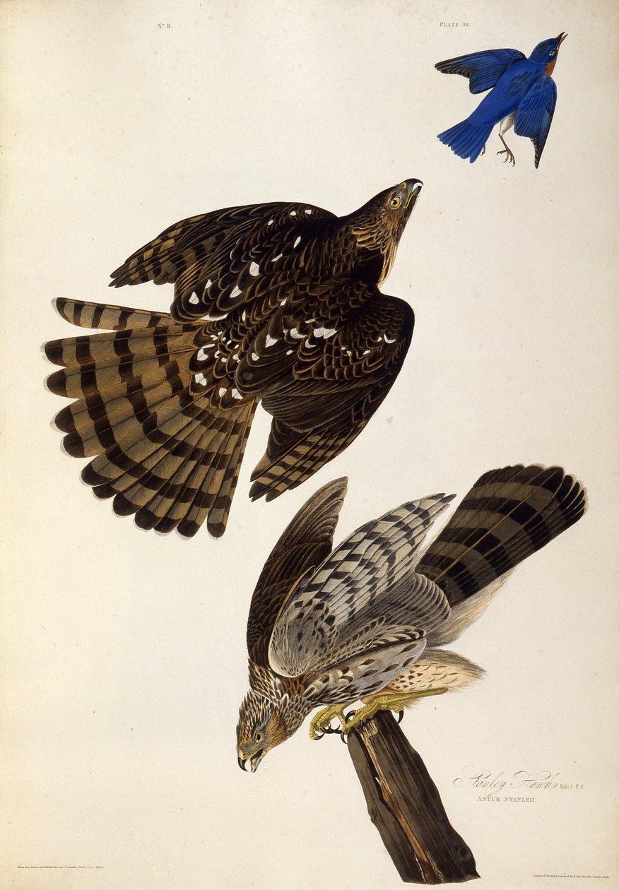Stanley Hawks. From The Birds of America, 1827-1838 by John James Audubon