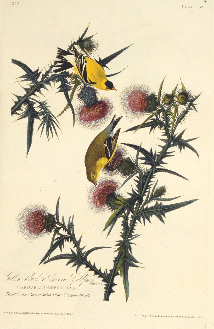 The American goldfinch. From The Birds of America, 1827-1838 by John James Audubon