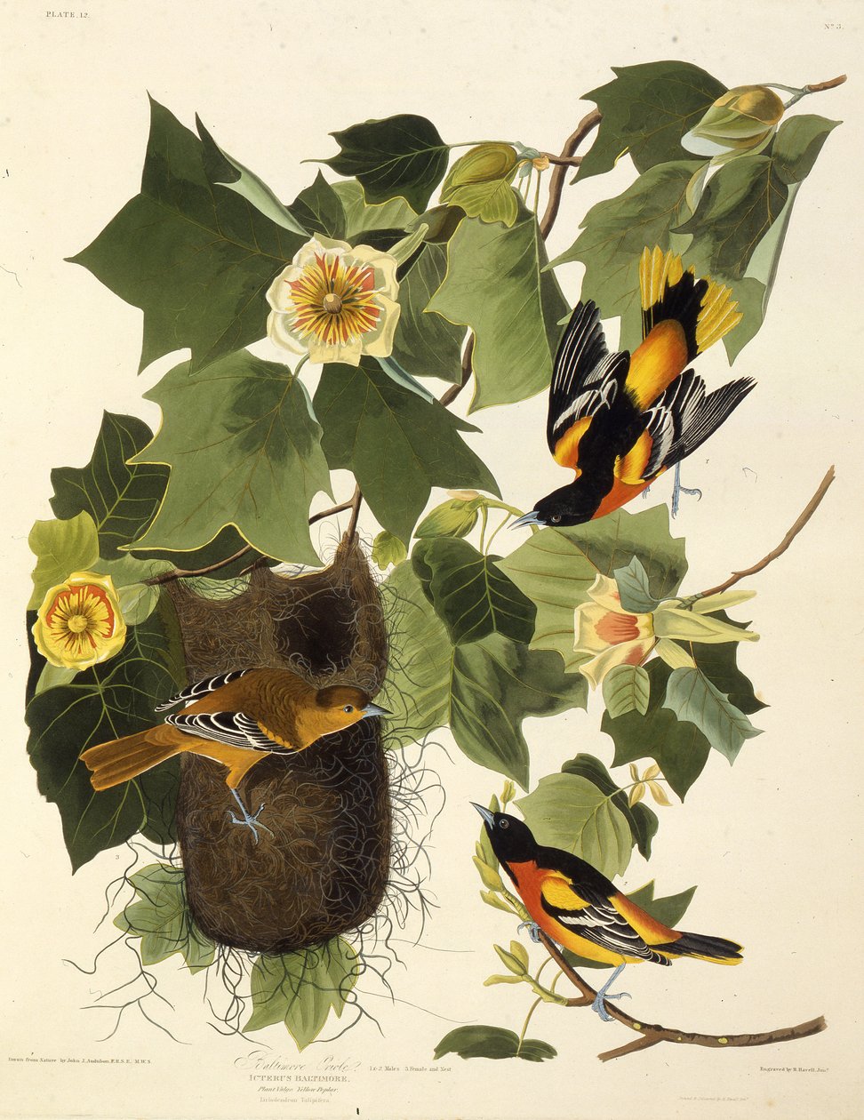 The Baltimore Oriole. From The Birds of America by John James Audubon