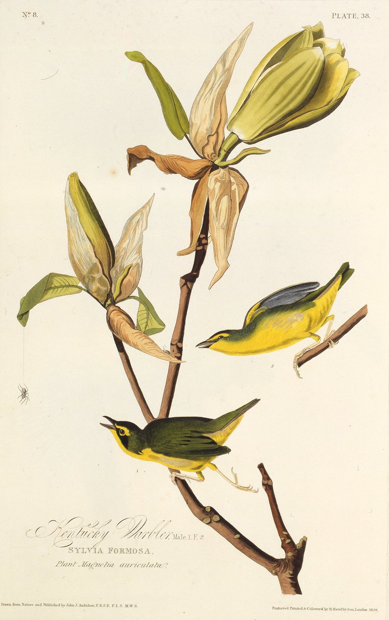 The Kentucky warbler. From The Birds of America, 1827-1838 by John James Audubon
