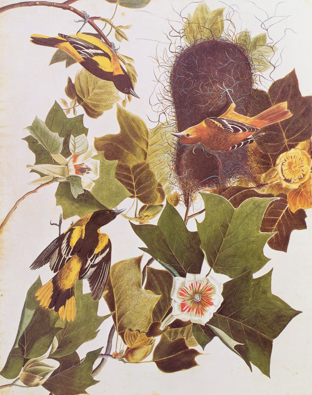 The Oriole, from Birds of America by John James Audubon