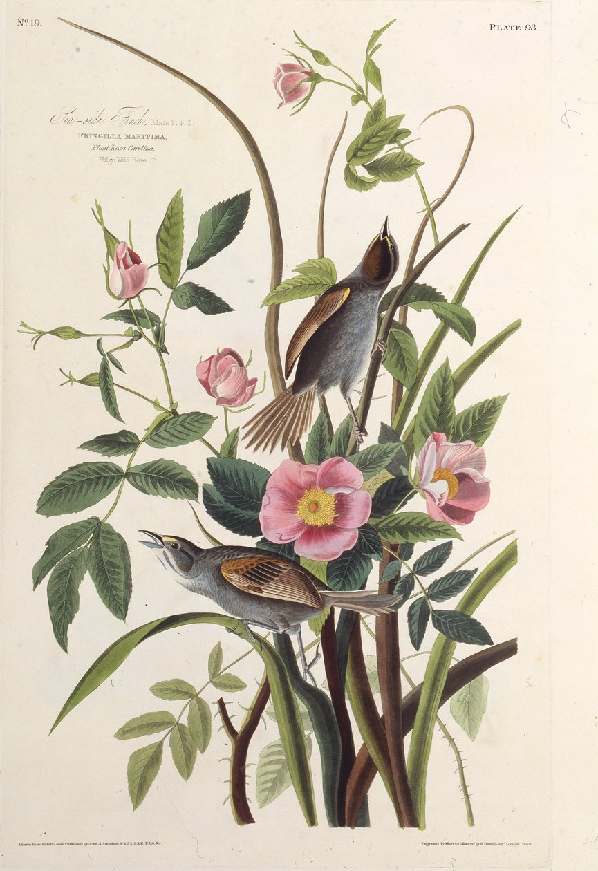 The Sea-side Finch. From The Birds of America, 1827-1838 by John James Audubon