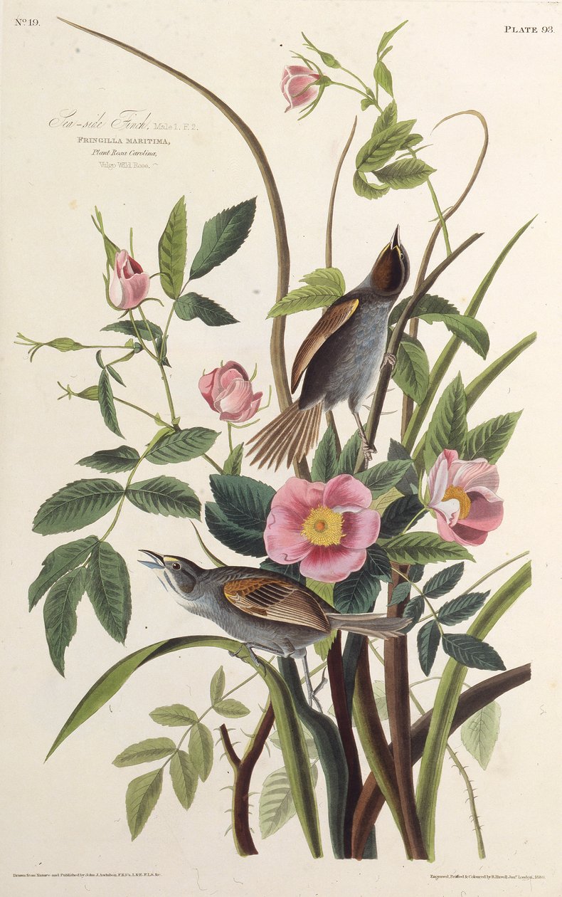 The Sea-side Finch. From The Birds of America, 1827-1838 by John James Audubon