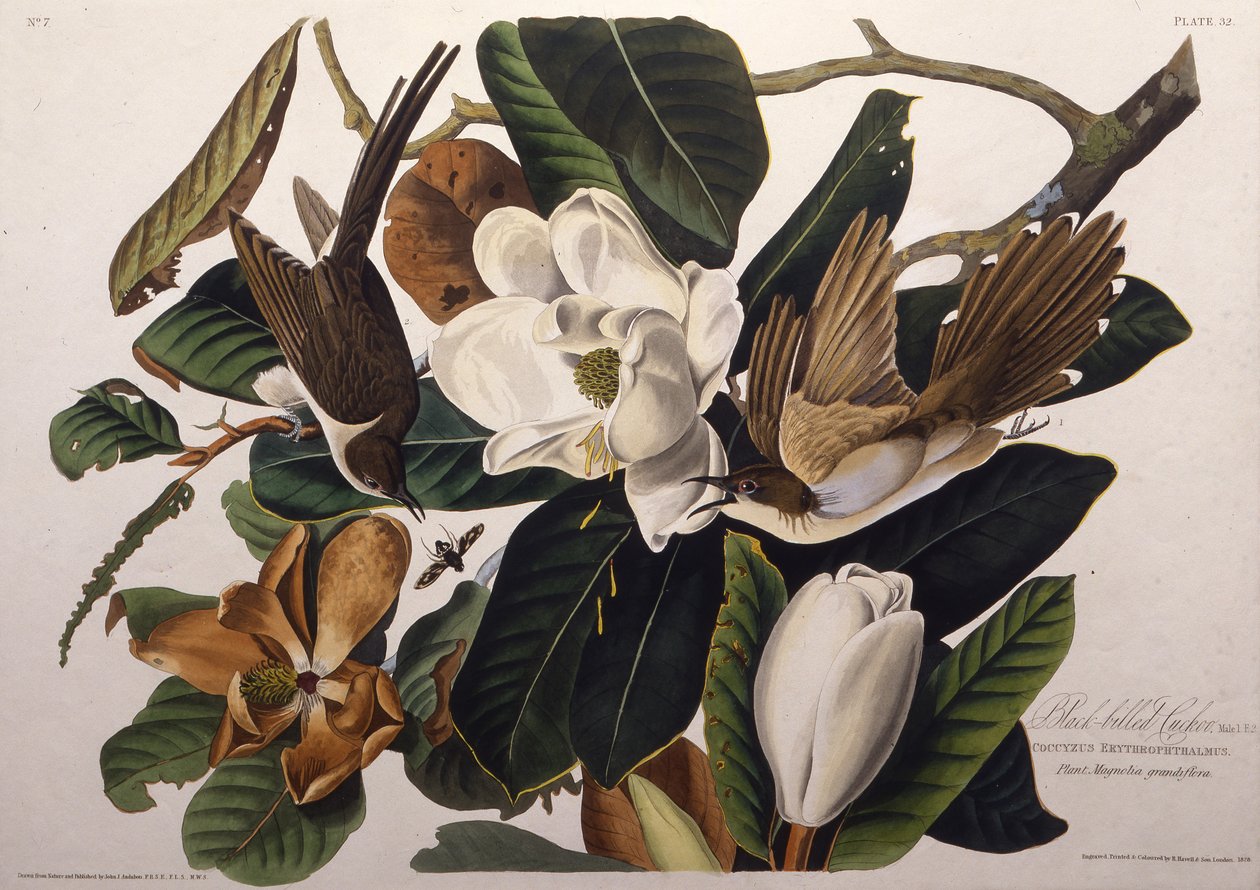 The Black-Billed Cuckoo. From The Birds of America, 1827-1838 by John James Audubon