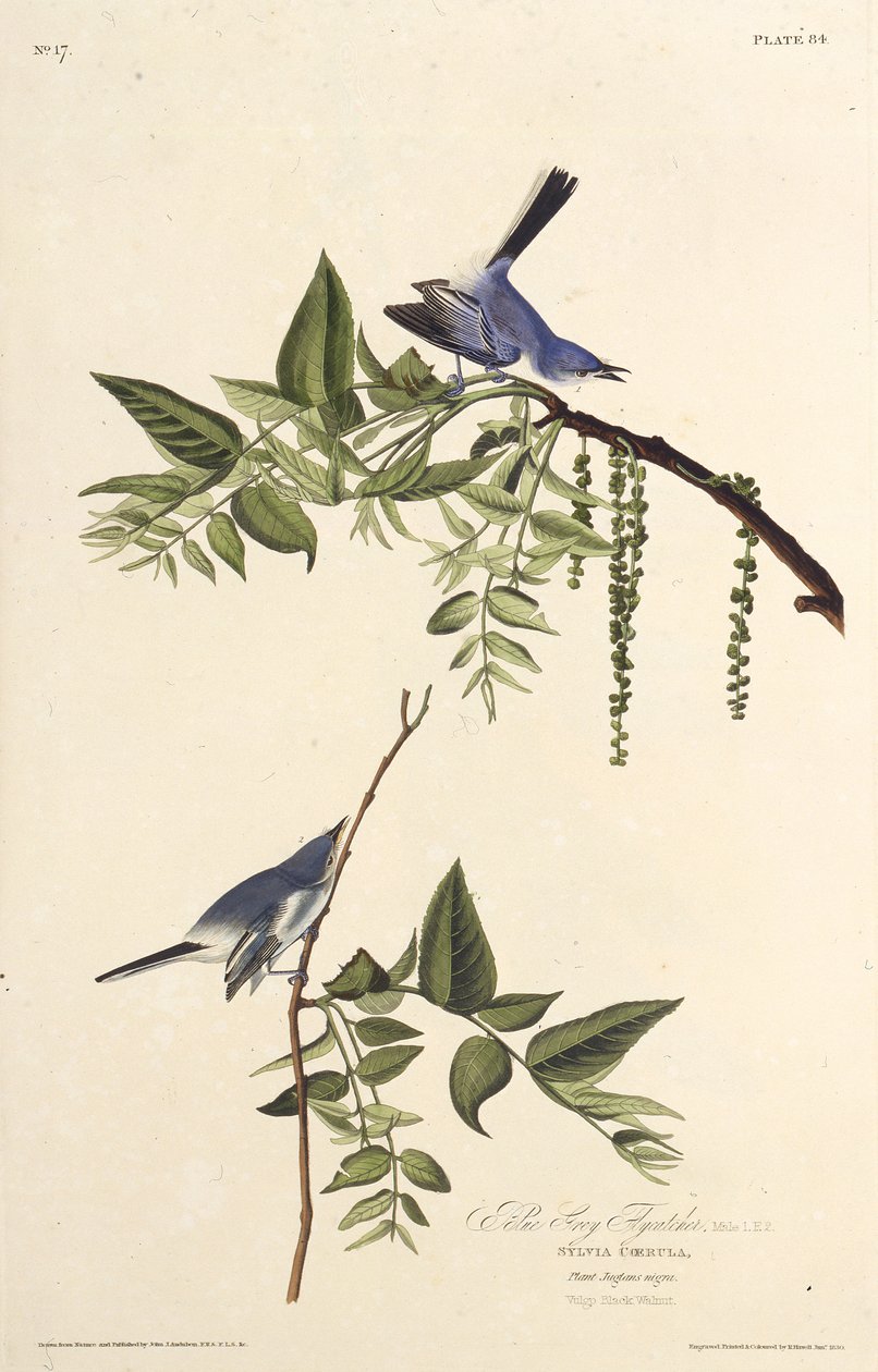 The Blue-Gray Gnatcatcher. From The Birds of America by John James Audubon