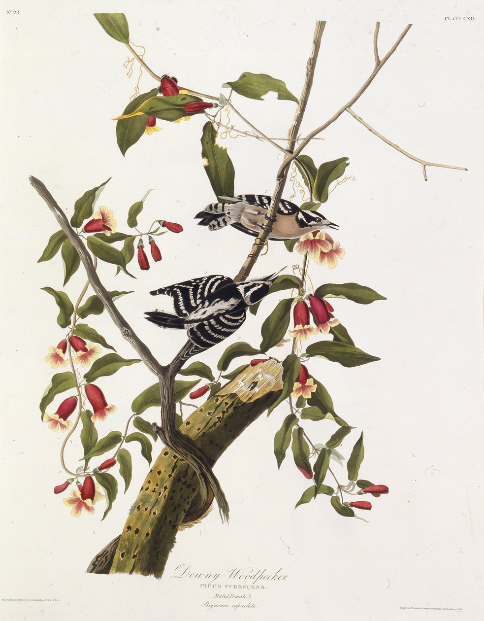 The downy woodpecker. From The Birds of America by John James Audubon