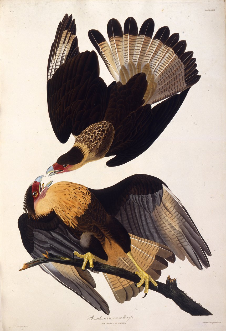The Northern Crested Caracara, from The Birds of America by John James Audubon