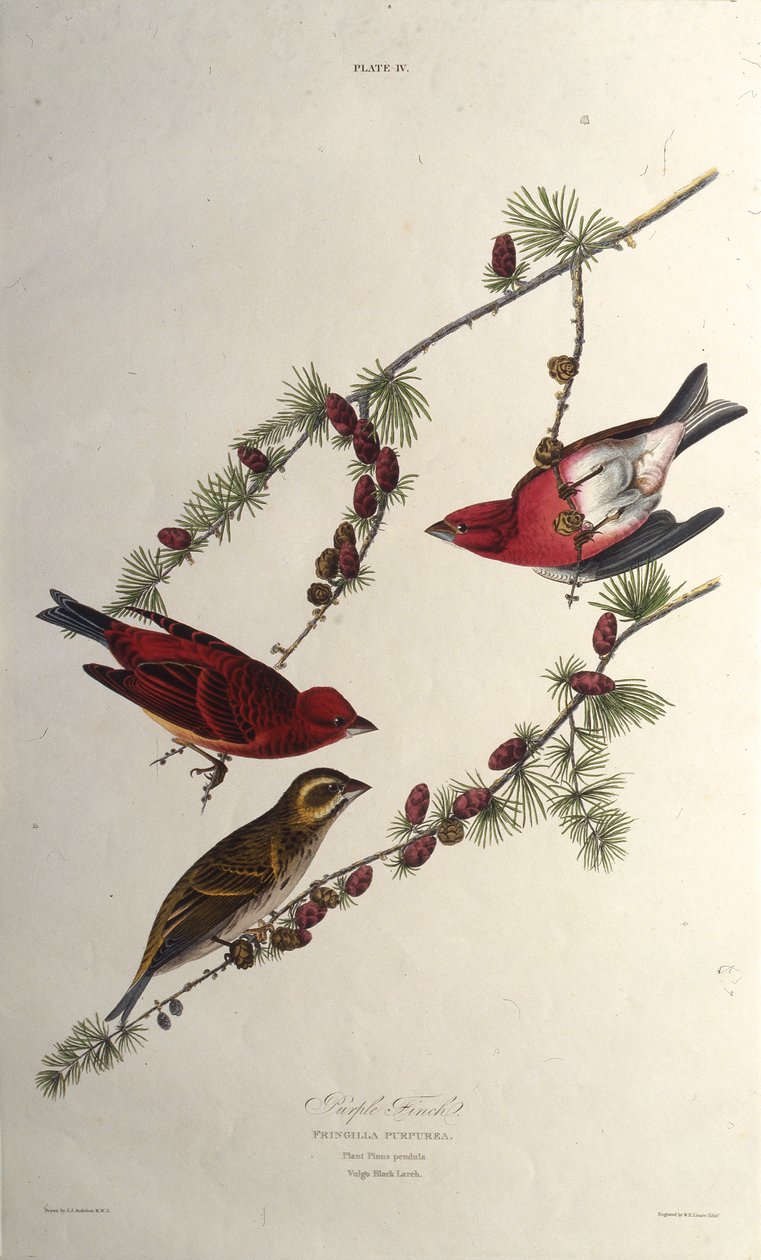The Purple Finch. From The Birds of America by John James Audubon
