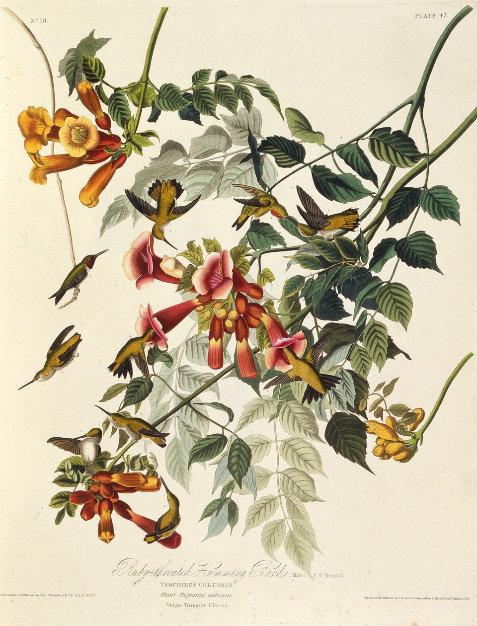 The Ruby-Throated Hummingbird. From The Birds of America by John James Audubon