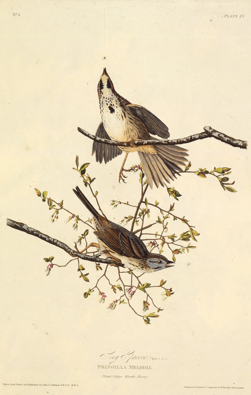 The Song Sparrow. From The Birds of America, 1827-1838 by John James Audubon