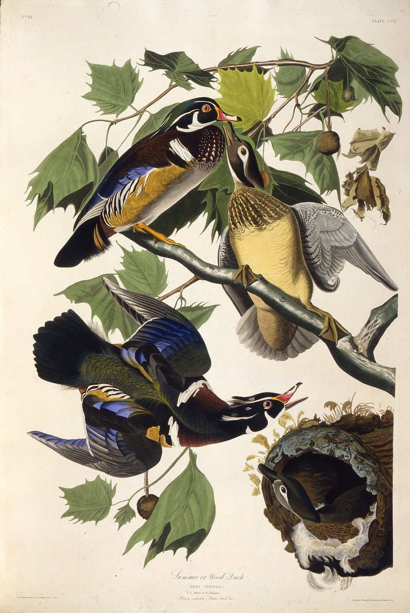 The Wood Duck by John James Audubon