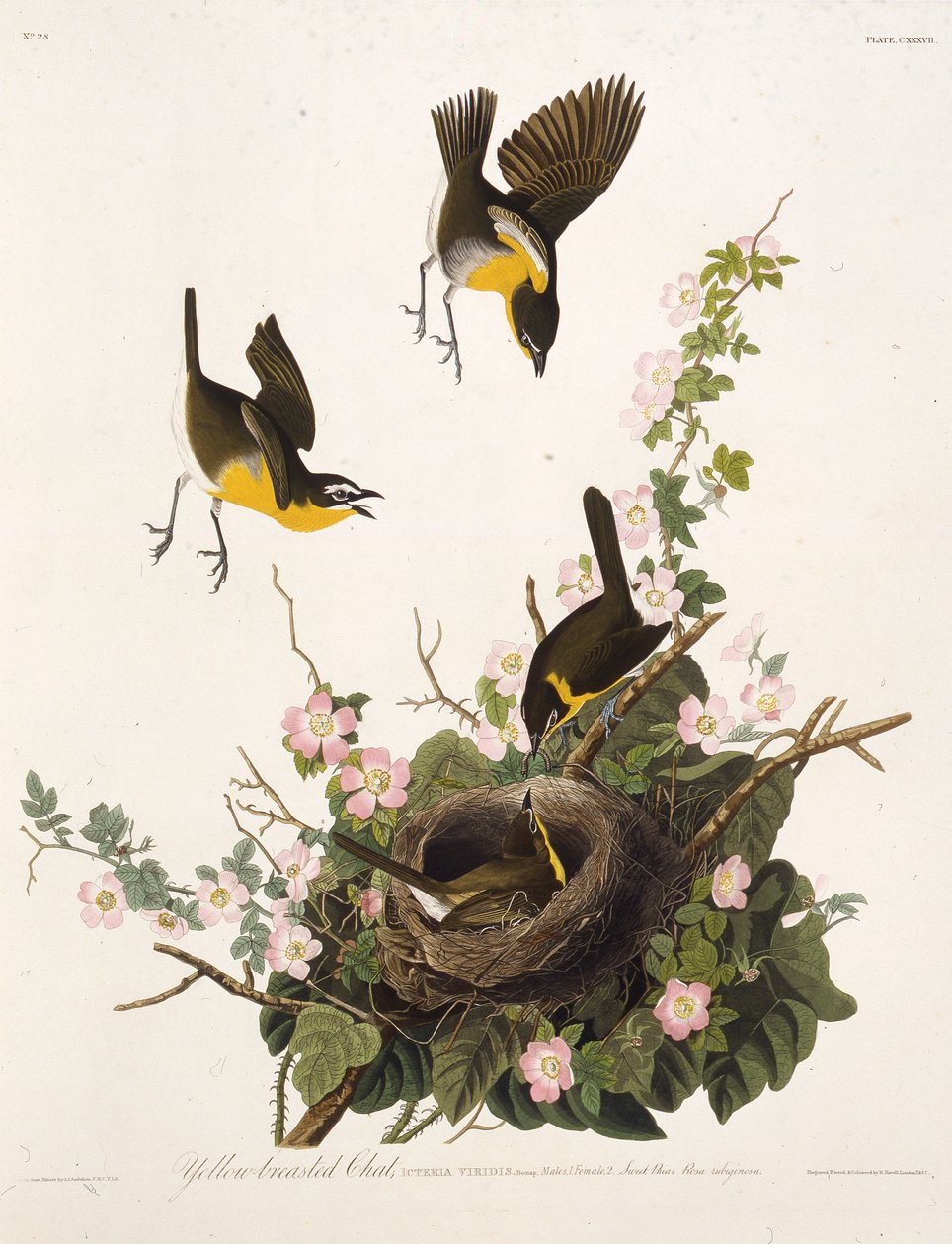 The Yellow-Breasted Chat. From The Birds of America by John James Audubon