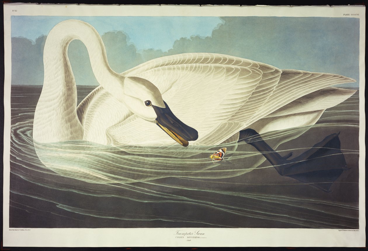 Trumpeter Swan by John James Audubon
