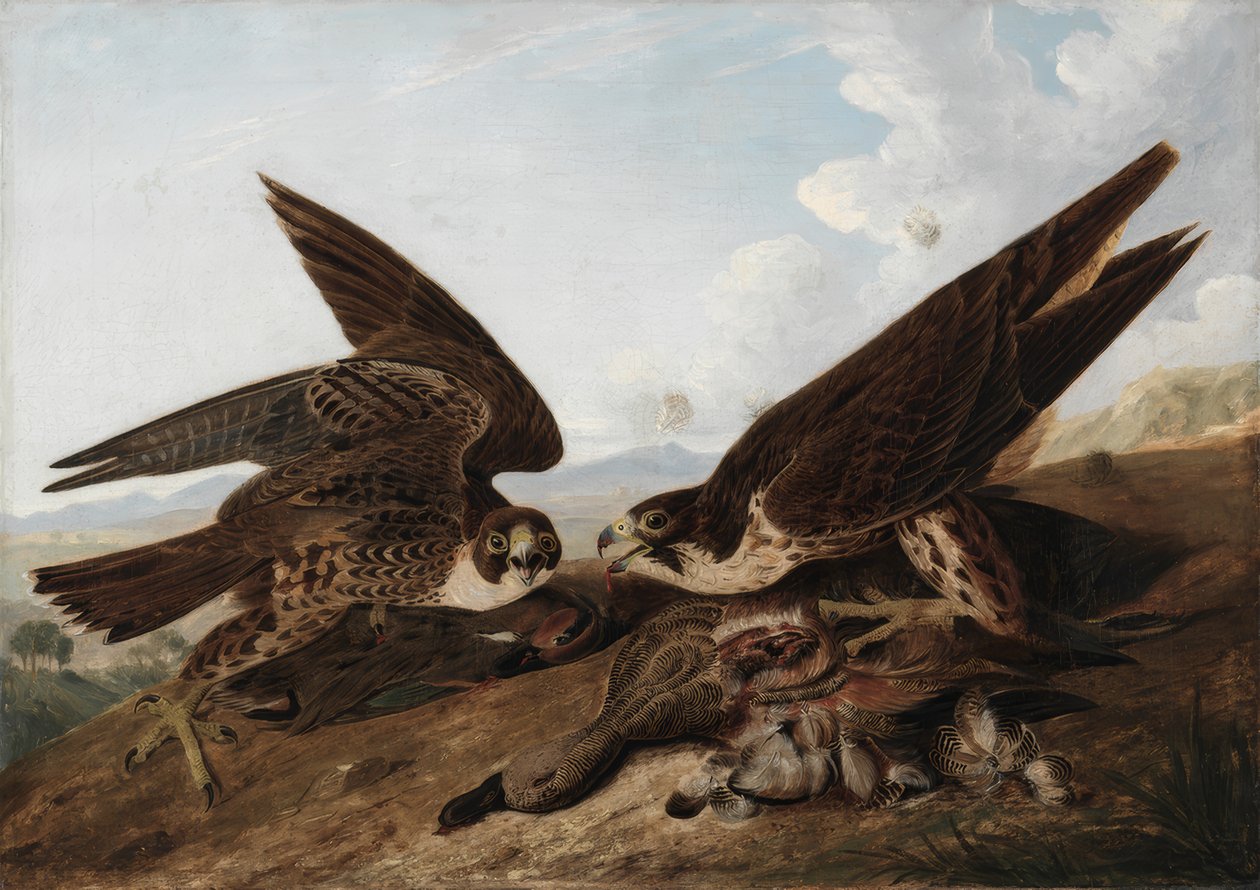Peregrine Falcons (Duck Hawks) by John James Audubon