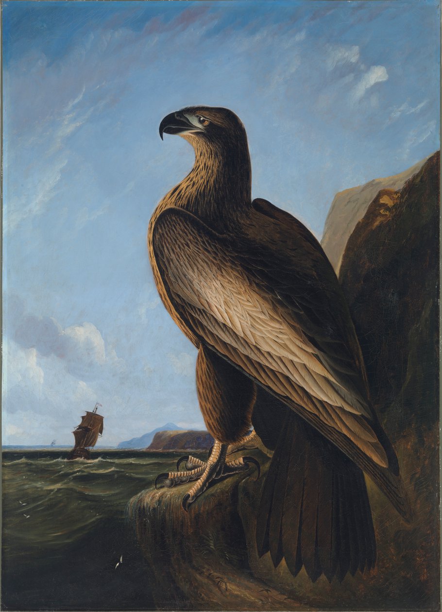 Washington Sea Eagle, ca. 1836-1839 by John James Audubon