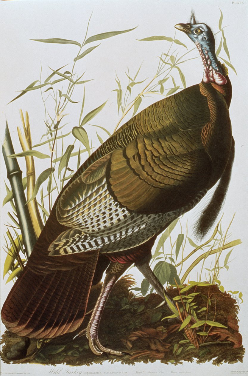 Wild Turkey, from 