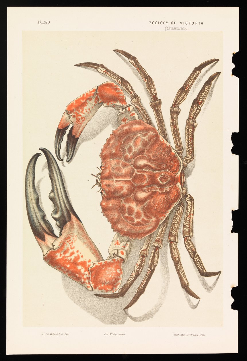 Tasmanian Giant Crab, Pseudocarcinus gigas by John James Wild