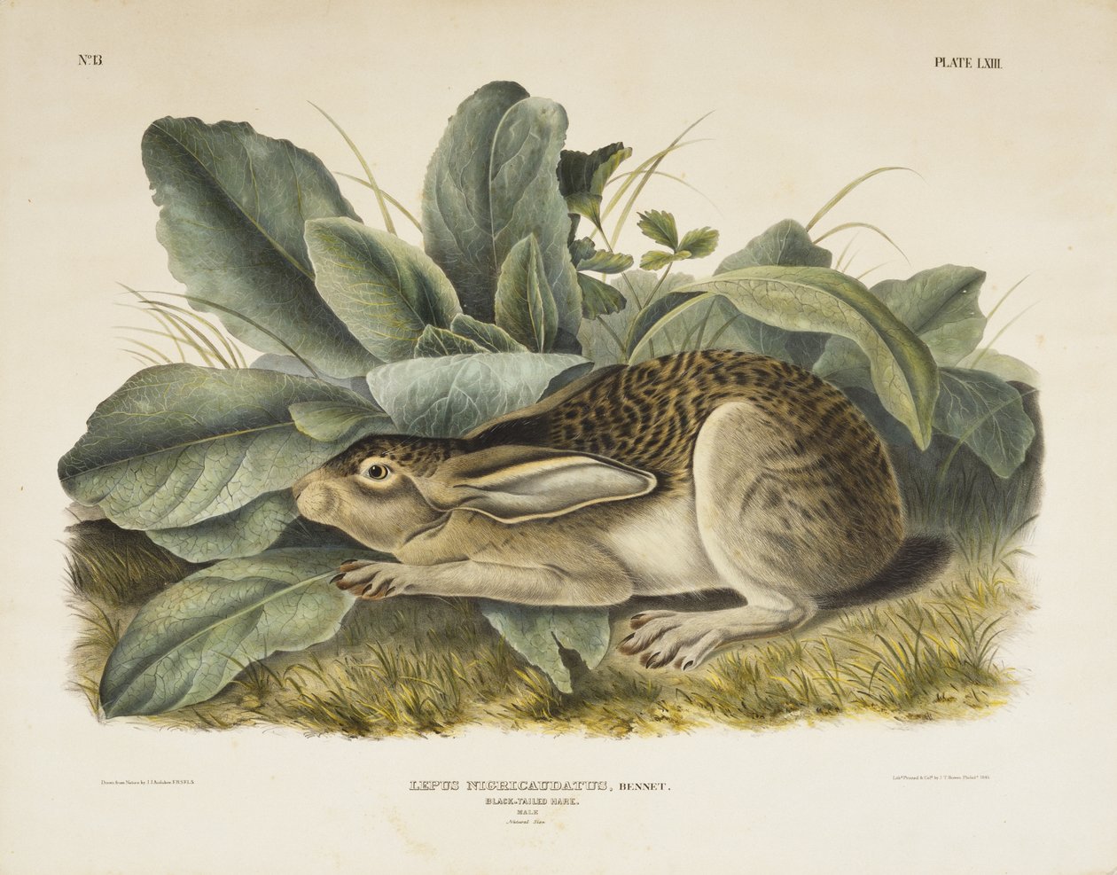 Black-tailed Hare by John James after Audubon