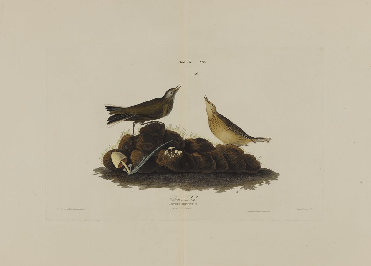 Brown Lark, from Birds of America, engraved by Robert Havell by John James after Audubon