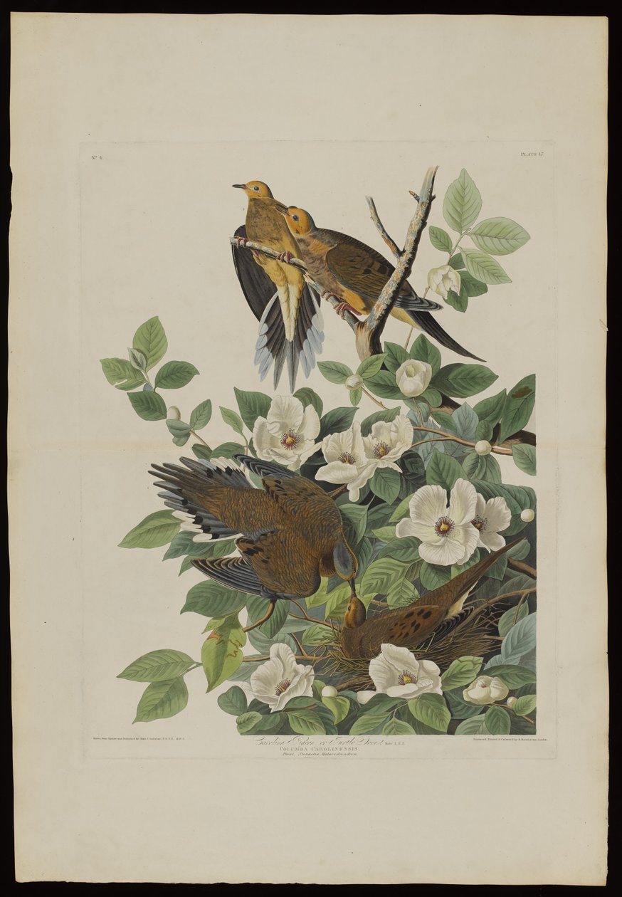 Carolina Pigeon or Turtle Dove, from Birds of America, engraved by Robert Havell by John James after Audubon