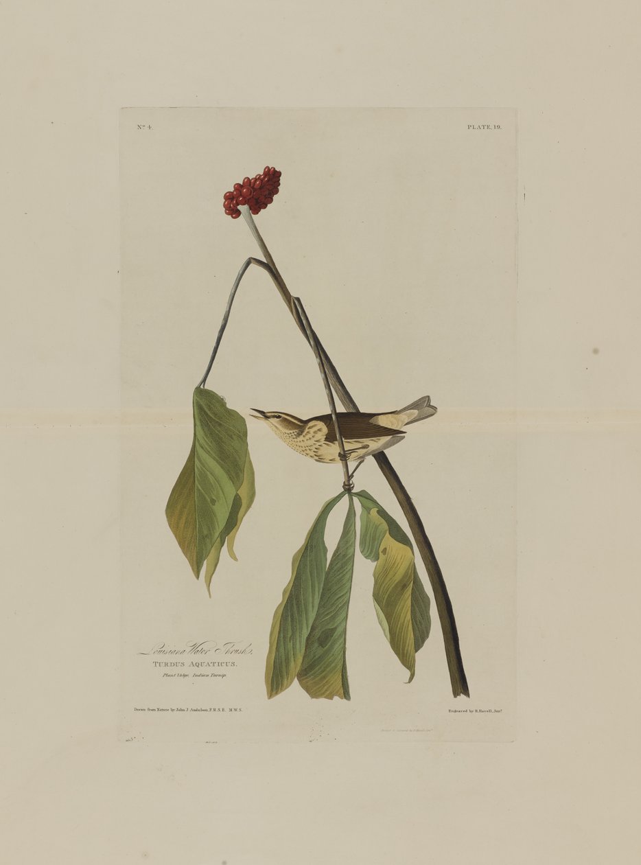 Louisiana Water Thrush, from Birds of America, engraved by Robert Havell by John James after Audubon